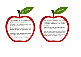 Vorschau - Text - Der Apfel - Wissenskarten - Seite 3