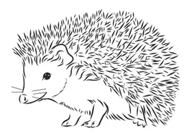 Vorschau - Bildkarten - IGEL - Körperbau Bildkarte + Wortkarten, Zuordnen - Seite 1