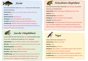 Vorschau - Arbeitsblätter - Wirbeltierklassen Steckbriefe / Biologie - Seite 2