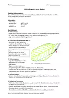 Vorschau - Arbeitsblätter - Mikroskopieren eines Laubblattes - Deckblatt