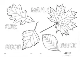 Vorschau - Mal- und Bastelvorlagen - *Arts&Biology* Colouring and identifying leaves (zendoodle) - Seite 2