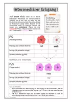 Vorschau - Arbeitsblätter - Genetik - intermediärer Erbgang - Seite 2