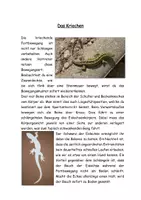 Vorschau - Stundenentwürfe - Fortbewegung von Wirbeltieren an Land - Gruppenarbeit / Unterrichtsmaterial - Seite 3