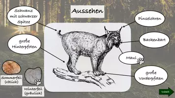 Vorschau - Präsentationen/Tafelbilder - Interaktive PDF Luchs, Sachunterricht - Seite 3