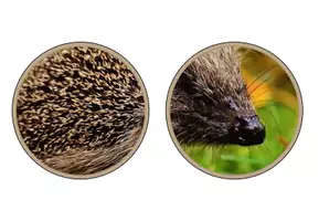 Vorschau - Poster - Igel - Körperbau und Aussehen des Igels | Text & Tafelmaterial - Seite 3
