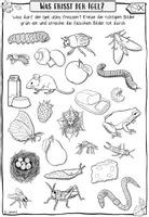Vorschau - Arbeitsblätter - Igel - Ernährung des Igels | AB & Tafelmaterial | Klasse 1 - Seite 3