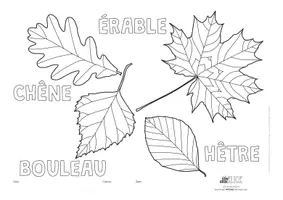 Vorschau - Mal- und Bastelvorlagen - *French**Art**Science* Colouring & identifying leaves - Seite 2