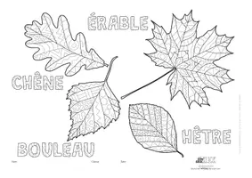Vorschau - Mal- und Bastelvorlagen - *French**Art**Science* Colouring & identifying leaves - Seite 3