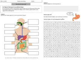 Vorschau - Arbeitsblätter - AB der Weg der Nahrung - Verdauungstrakt - Seite 2