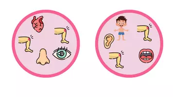 Vista previa - Unidades / Secuencias / Situaciones de Aprendizaje - JUEGO EL CUERPO HUMANO - página 2