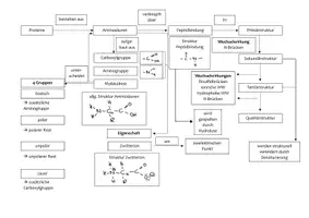 Vorschau - Arbeitsblätter - graphic organizer: Aminosäuren + Proteine - Seite 3