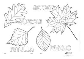 Vorschau - Arbeitsblätter - Blätter - Foglie - Hojas - Feuilles- Leaves *Colouring and identifying* 5 Languages - Seite 3