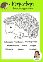 Vorschau - Bildkarten - IGEL - Körperbau Bildkarte + Wortkarten, Zuordnen - Deckblatt