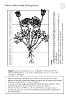 Vorschau - Stundenentwürfe - Grundbauplan der Blütenpflanzen - Aufbau Pflanzen - Biologie Sek 1 - Interactive Notebook Arbeitsblatt - Interaktives Notizbuch - Seite 3