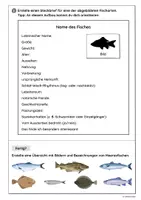 Vorschau - Arbeitsblätter - Heimische Fischarten - Seite 2