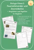 Vorschau - Arbeitsblätter - Feuersalamander und Zauneidechse - Amphibien und Reptilien im Vergleich - Deckblatt