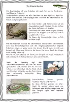 Vorschau - Arbeitsblätter - Feuersalamander und Zauneidechse - Amphibien und Reptilien im Vergleich - Seite 3