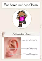 Vorschau - Bildkarten - Das Ohr - Der Hörsinn - Wissenskartei - Seite 3