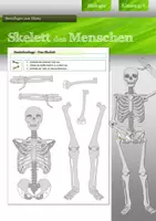 Vorschau - Mal- und Bastelvorlagen - Skelett des Menschen - Bastelvorlage | Biologie Klasse 5/6 - Deckblatt