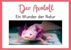 Vorschau - Präsentationen/Tafelbilder - Axolotl im Sachunterricht Reihentransparenz Bildkarten - Seite 1