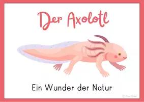 Vorschau - Präsentationen/Tafelbilder - Axolotl im Sachunterricht Reihentransparenz Bildkarten - Seite 2