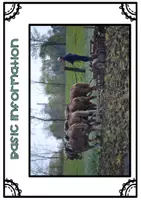 Vorschau - Stundenentwürfe - An insight into Amish life *** Lernen an Stationen - Seite 3