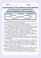 Vorschau - Arbeitsblätter - Einführung: Der menschliche Körper, Knochen, Organe, Körperteile - Seite 3