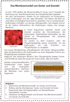 Vorschau - Arbeitsblätter - Arbeitsblätter zu Biomembran-Modellen - Seite 3