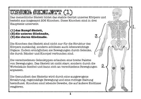 Vorschau - Arbeitsblätter - Übungsheft Skelett - Texte, Aufgaben & Versuche - Seite 3