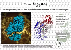 Vorschau - Poster - Folien Enzyme Proteinstruktur Aktives Zentrum Enzymatik - Seite 1
