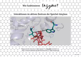 Vorschau - Poster - Folien Enzyme Proteinstruktur Aktives Zentrum Enzymatik - Seite 2