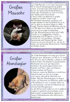 Vorschau - Anderer Materialtyp - Wissenskartei Fledermaus Fledermausarten in Grundschrift - Seite 1