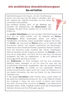 Vorschau - Arbeitsblätter - Die weiblichen Geschlechtsorgane | Unterrichtsreihe Sexualerziehung - Seite 1
