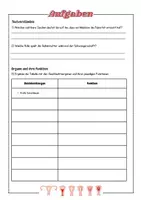 Vorschau - Arbeitsblätter - Die weiblichen Geschlechtsorgane | Unterrichtsreihe Sexualerziehung - Seite 2