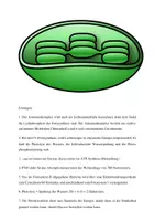 Vorschau - Arbeitsblätter - Lichtreaktion der Photosynthese - Seite 3