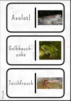Vorschau - Spiele - Kettenreaktionsspiel: Amphibien - Seite 3