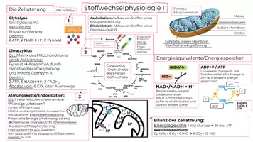 Vorschau - Unterrichtsreihen - STOFFWECHSELPHYSIOLOGIE 1: Kluges Merkblatt & Advance Organizer - Deckblatt