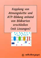 Vorschau - Arbeitsblätter - Kopplung von Atmungskette und ATP-Bildung anhand von Bildkarten erschließen - Deckblatt