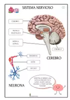 Vista previa - Unidades / Secuencias / Situaciones de Aprendizaje - El sistema nervioso en el cuerpo humano - página 3
