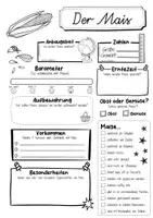 Vorschau - Arbeitsblätter - Steckbrief Mais - Seite 2