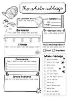 Vorschau - Arbeitsblätter - White cabbage fact sheet (English) - Seite 2