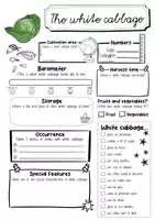 Vorschau - Arbeitsblätter - White cabbage fact sheet (English) - Seite 1