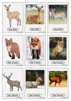 Vorschau - Spiele - Spiel, Tiere im Wald, Wortschatz, DaZ - Seite 2