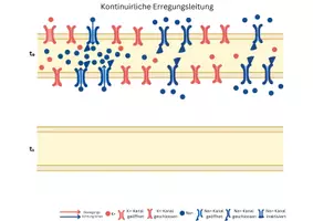 Vorschau - Arbeitsblätter - Legebild kontinuirliche und saltatorische Erregungsleitung - Deckblatt