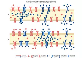 Vorschau - Arbeitsblätter - Legebild kontinuirliche und saltatorische Erregungsleitung - Seite 2