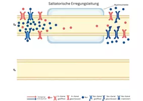 Vorschau - Arbeitsblätter - Legebild kontinuirliche und saltatorische Erregungsleitung - Seite 3