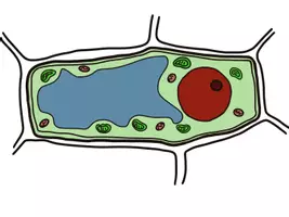 Vorschau - selbst erstellte Cliparts/Grafiken - Clipart Pflanzenzelle - Seite 1
