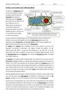 Vorschau - Arbeitsblätter - Struktur und Funktion der Zellbestandteile, Anwendung der Fachsprache - Seite 1