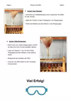 Vorschau - Arbeitsblätter - DNA-Extraktion aus einer Paprika - Versuchsanleitung - Seite 2