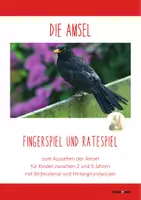 Vorschau - Spiele - DIE AMSEL: Fingerspiel und Ratespiel zum Aussehen - Seite 1
